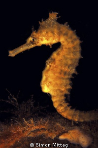 White's Seahorse by Simon Mittag 